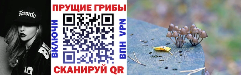Псилоцибиновые грибы Psilocybine cubensis Торжок